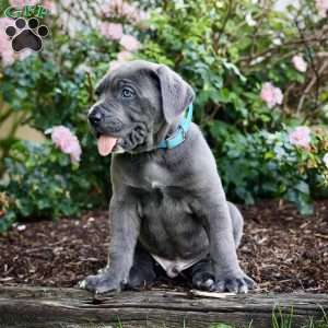 Frank, Cane Corso Puppy